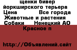 щенки бивер йоркширского терьера › Цена ­ 8 000 - Все города Животные и растения » Собаки   . Ненецкий АО,Красное п.